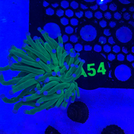 A54