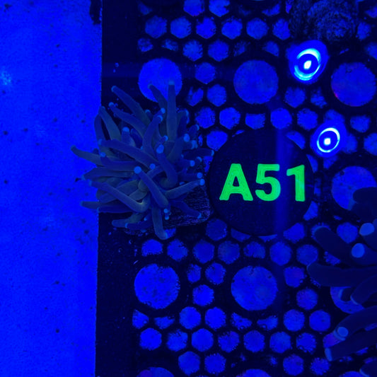 A51