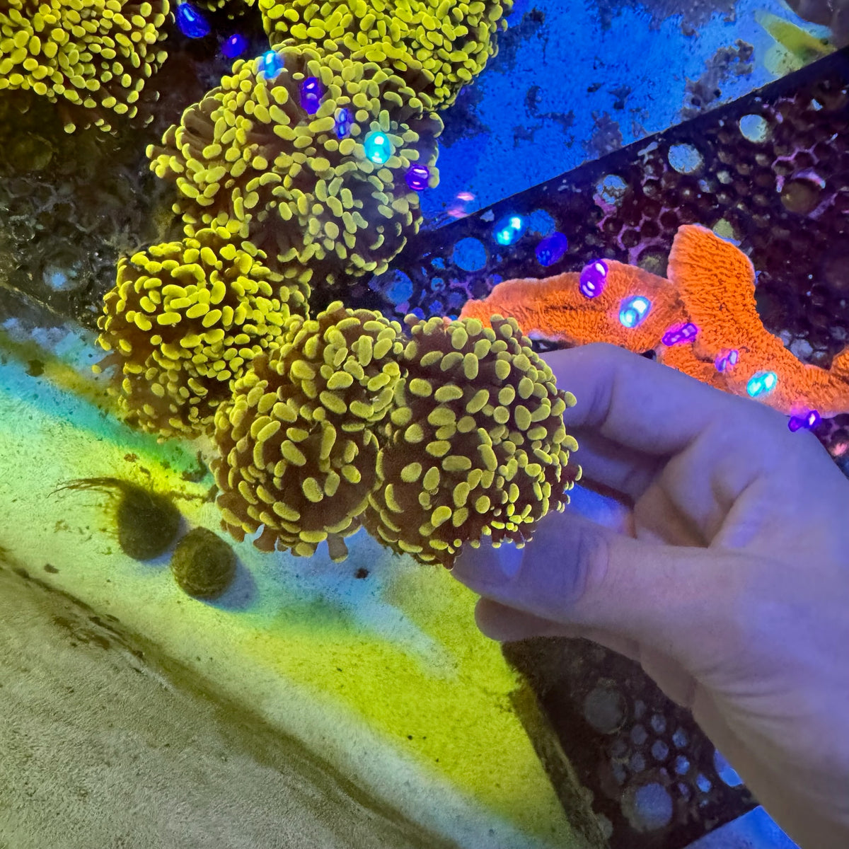 MRA Branching Gold Hammer