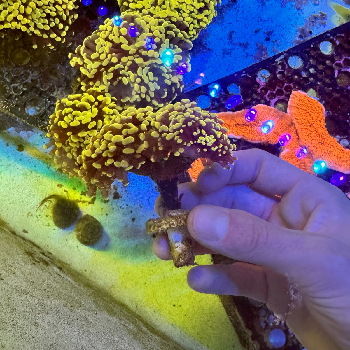 MRA Branching Gold Hammer